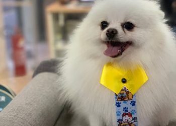 petcentermococa_1779154456_3900152592231432729_1178003281