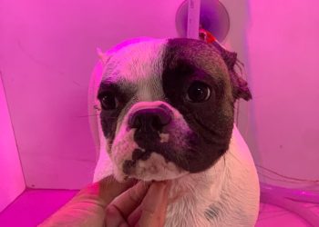 petcentermococa_1779154492_3900152954426455871_1178003281