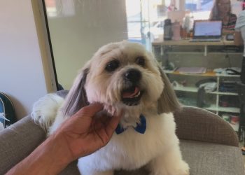 petcentermococa_1779154728_3900154794551346191_1178003281